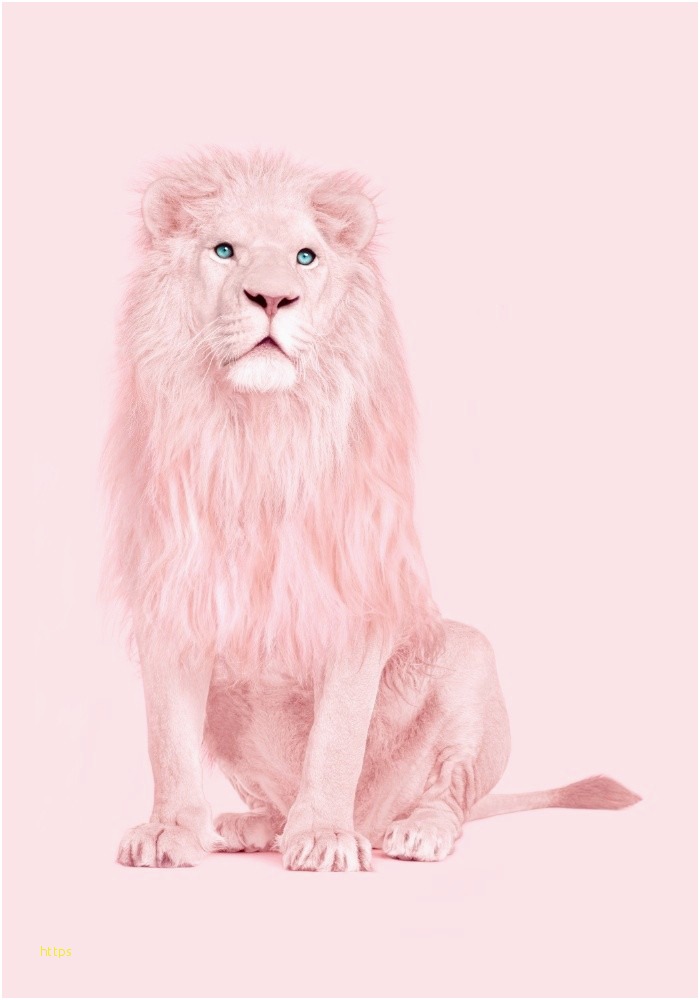 19 Luxury Hd Wallpaper Lion Elak Wallpaper Ideas 3d - Pink Lion , HD Wallpaper & Backgrounds