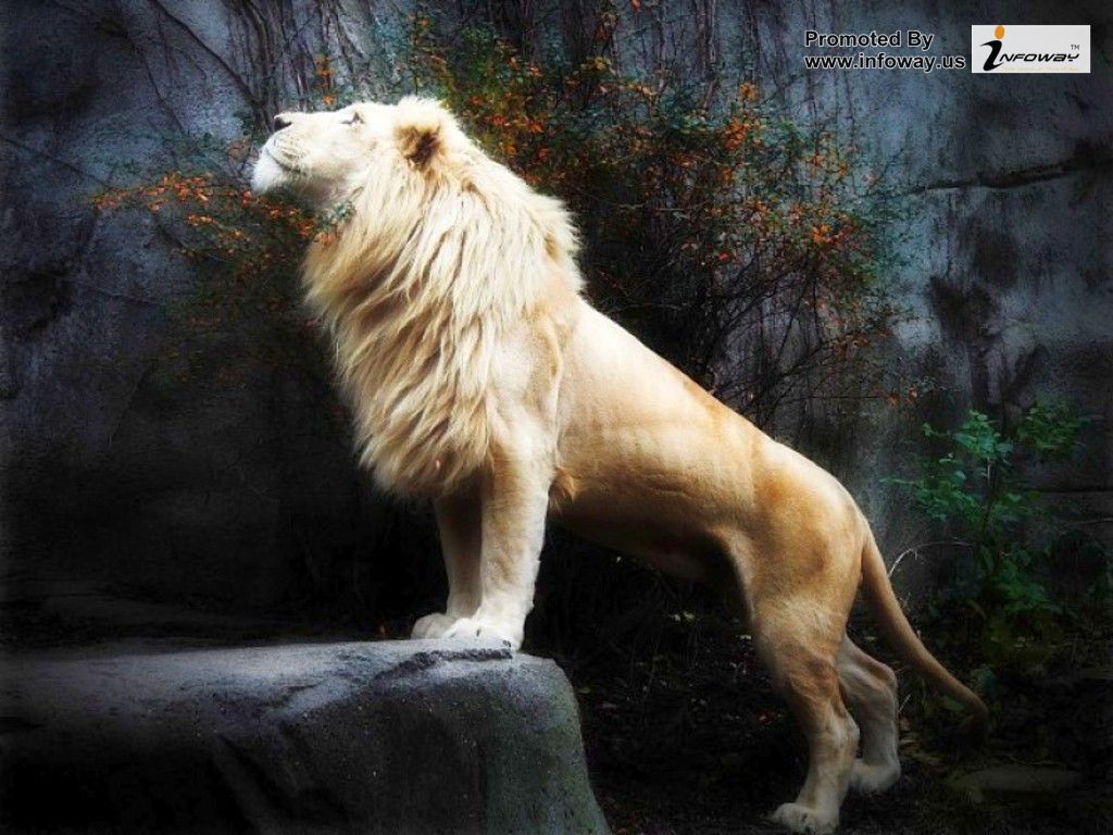 Lion Phone Wallpaper - White Lion Wallpaper 3d , HD Wallpaper & Backgrounds