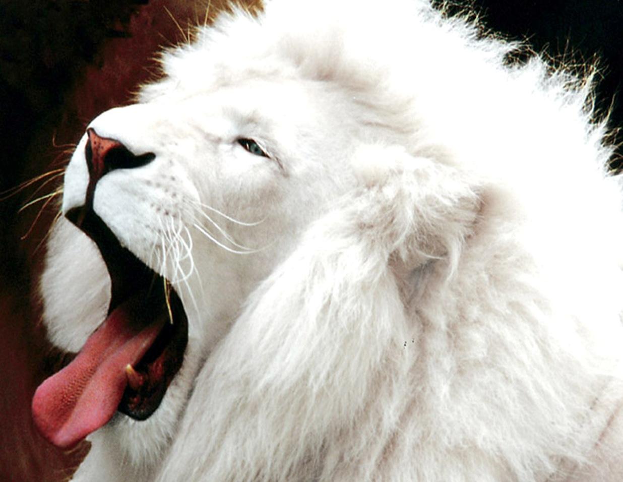 White Lion Wallpapers - Lion Wallpaper 3d Hd , HD Wallpaper & Backgrounds