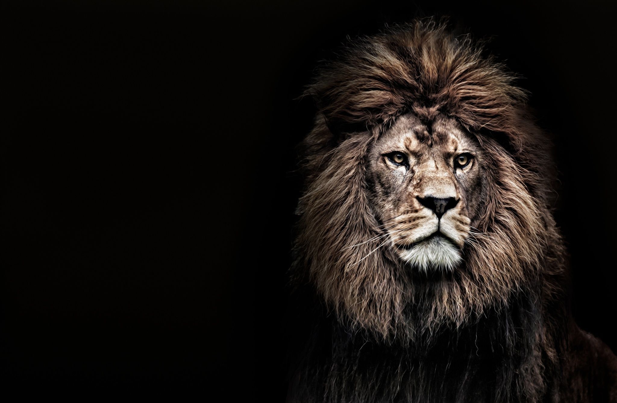 Photograph Barbary Lion By Sue Demetriou On 500px - Leon No Es Como Lo Pintan , HD Wallpaper & Backgrounds