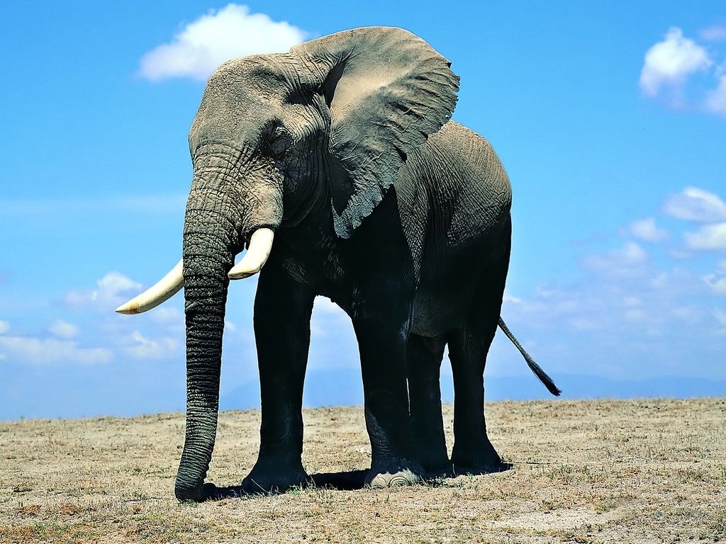 Beautiful Pics Of Elephant,elephant Images,elephant - Happy Birthday Elephant Funny , HD Wallpaper & Backgrounds