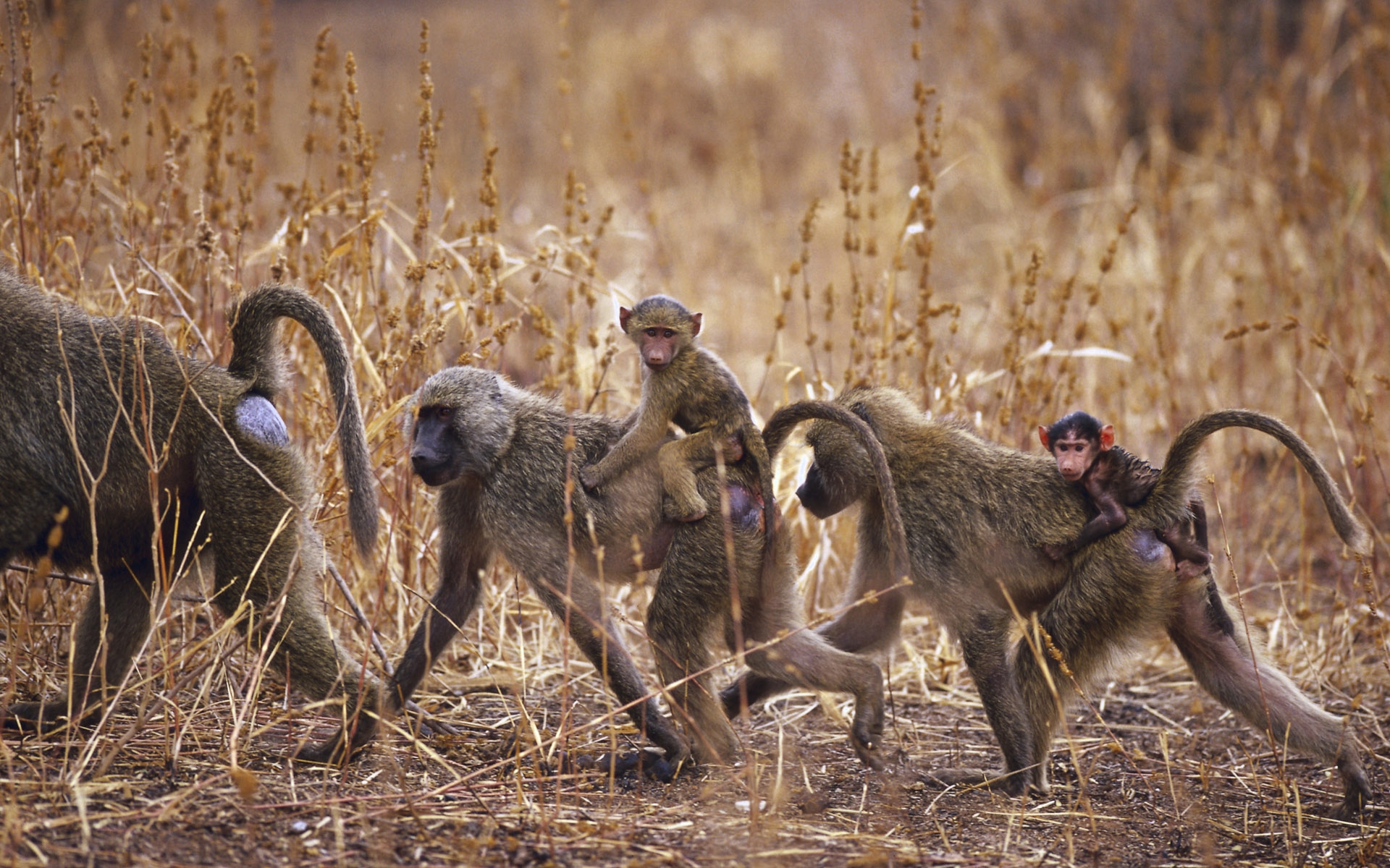 Monkey Hd Wallpaper - Wild Monkeys In Africa , HD Wallpaper & Backgrounds