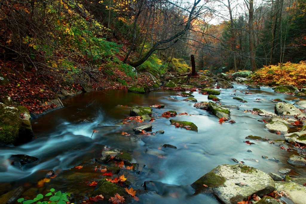 Autumn Water Rocks River Forest Leaves Creek Fall Forests - West Virginia Creek Hd , HD Wallpaper & Backgrounds