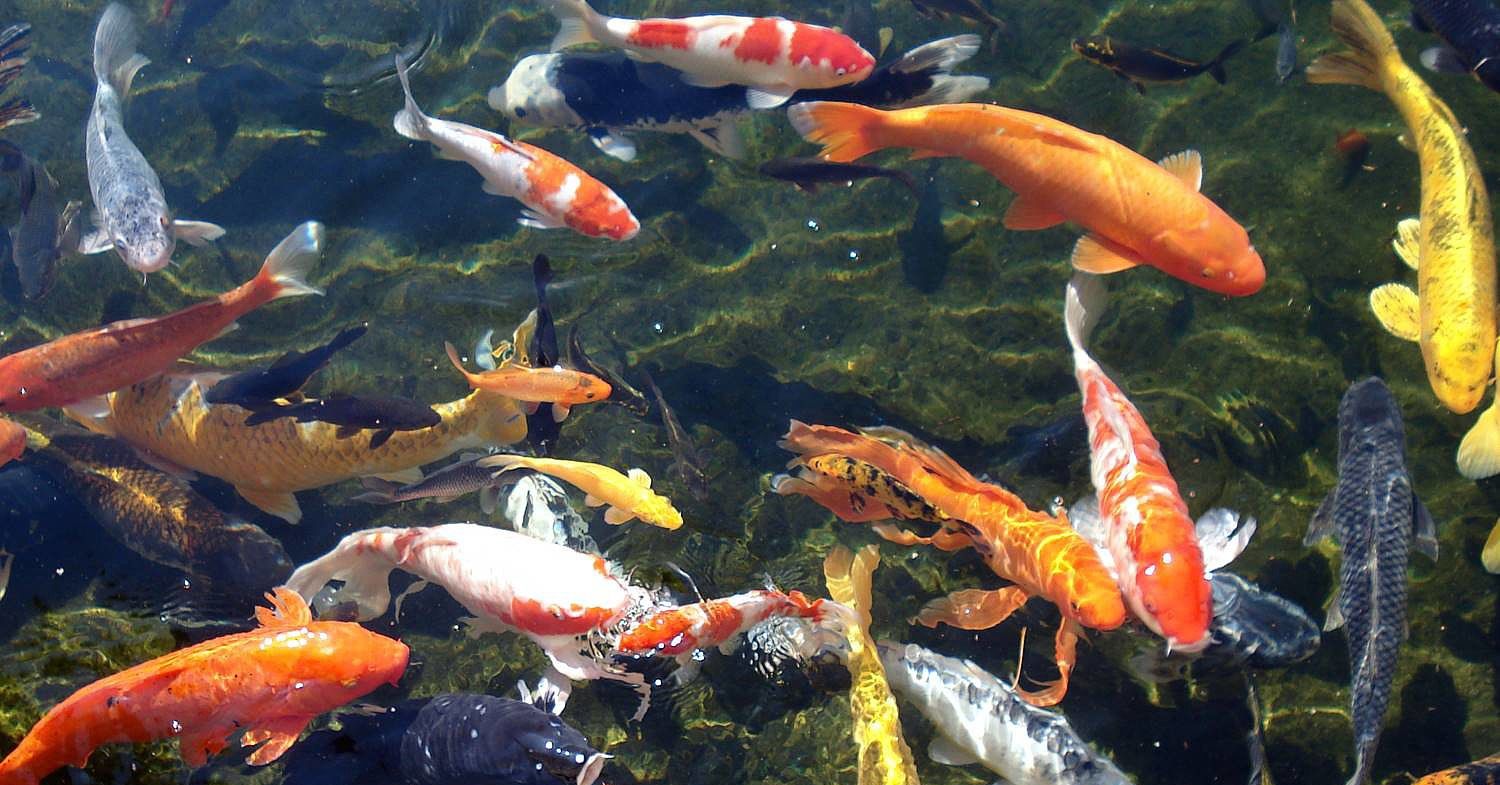 Koi Ponds And Gardens - Koi Fish 100 Gallon , HD Wallpaper & Backgrounds