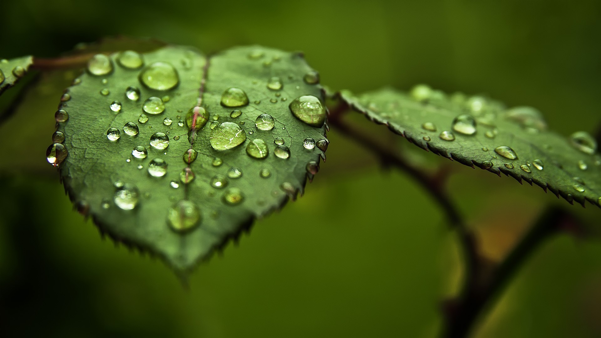 Green Drops Wallpaper Wp2005627 - Hd Wallpaper Rain Drops , HD Wallpaper & Backgrounds