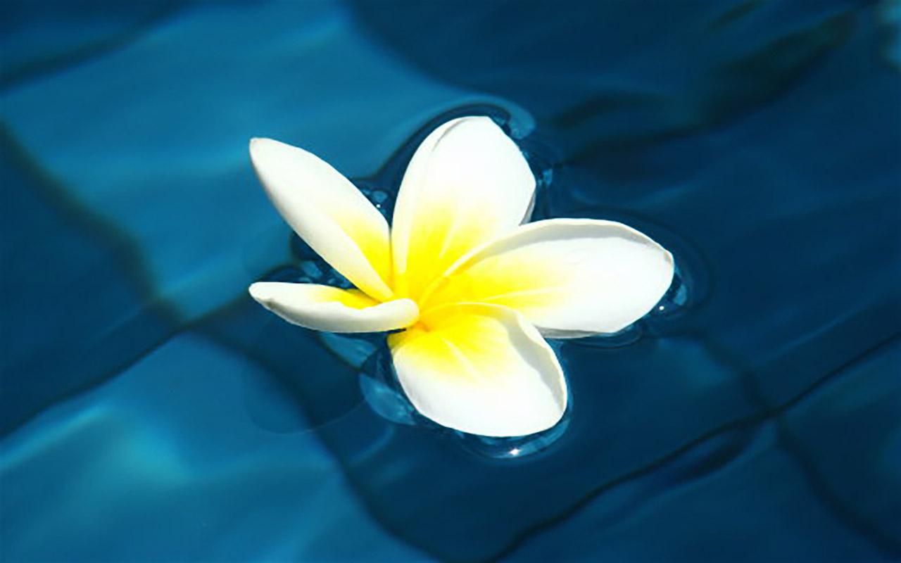 Floating Flower Live Wallpaper Free Download Of Android - Frangipani , HD Wallpaper & Backgrounds