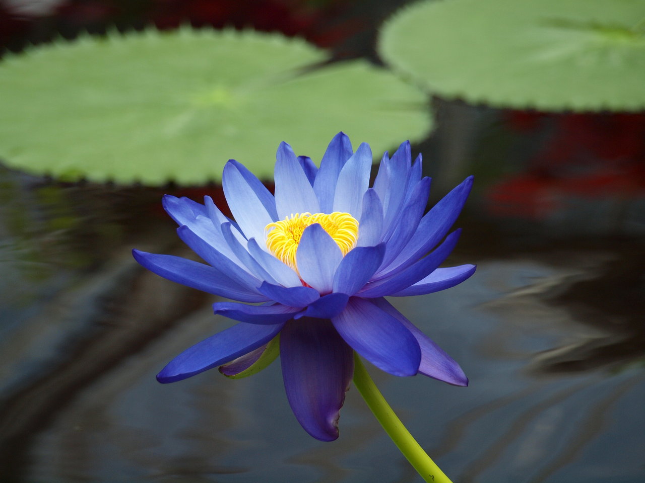 Blue Lotus Flower Leaf , HD Wallpaper & Backgrounds