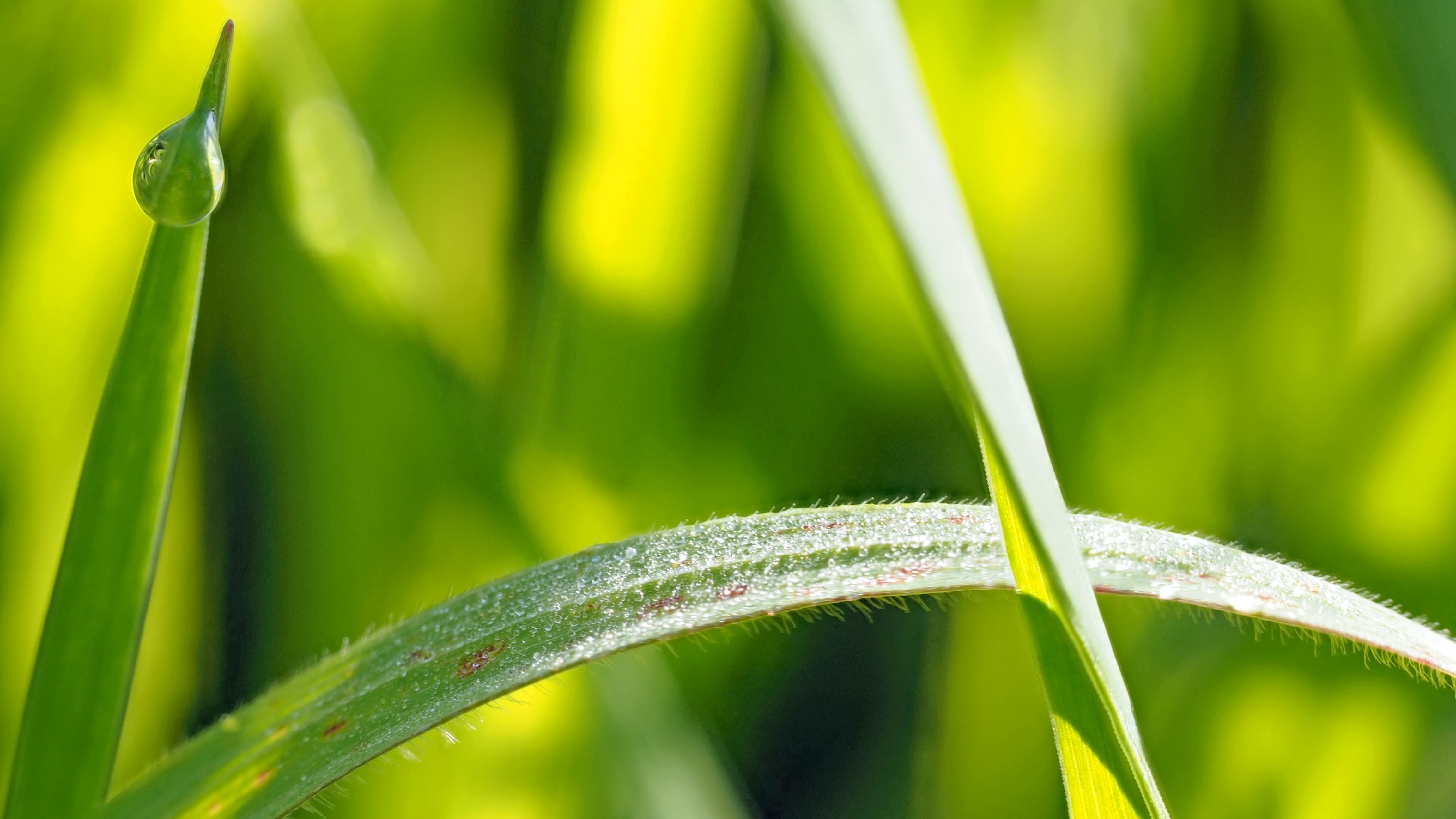 Green Leaf With Water Droplet - Macro Photography , HD Wallpaper & Backgrounds