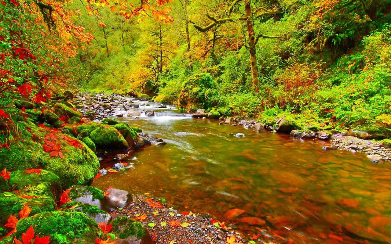 Nature Live Wallpaper Download - Fall Leaves Mountain Stream , HD Wallpaper & Backgrounds