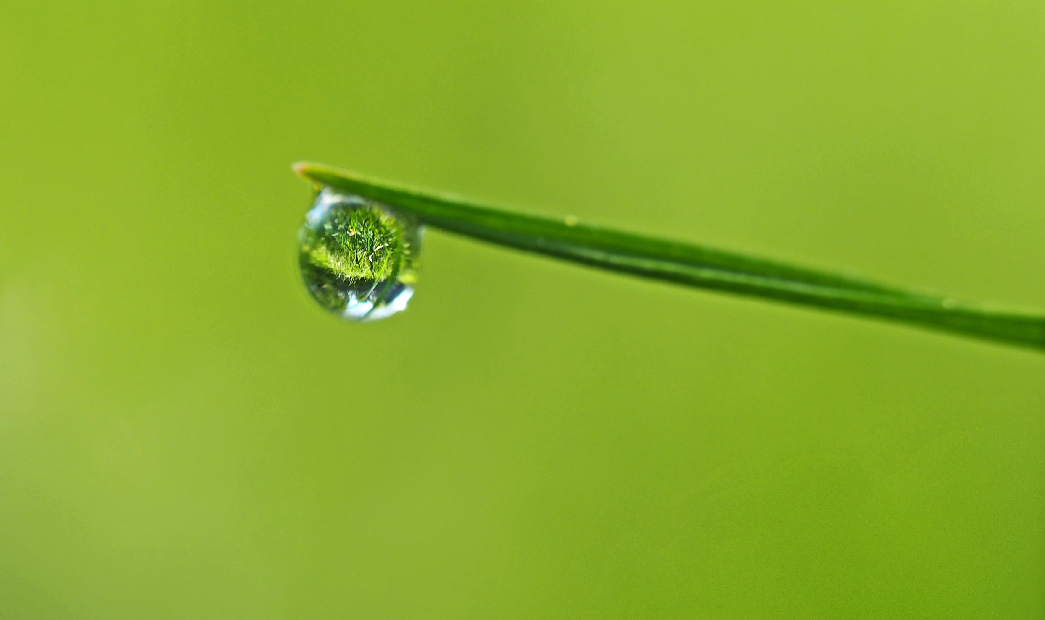Green Leaf And Water Droplet Preview - Dow Drop On Leaf , HD Wallpaper & Backgrounds