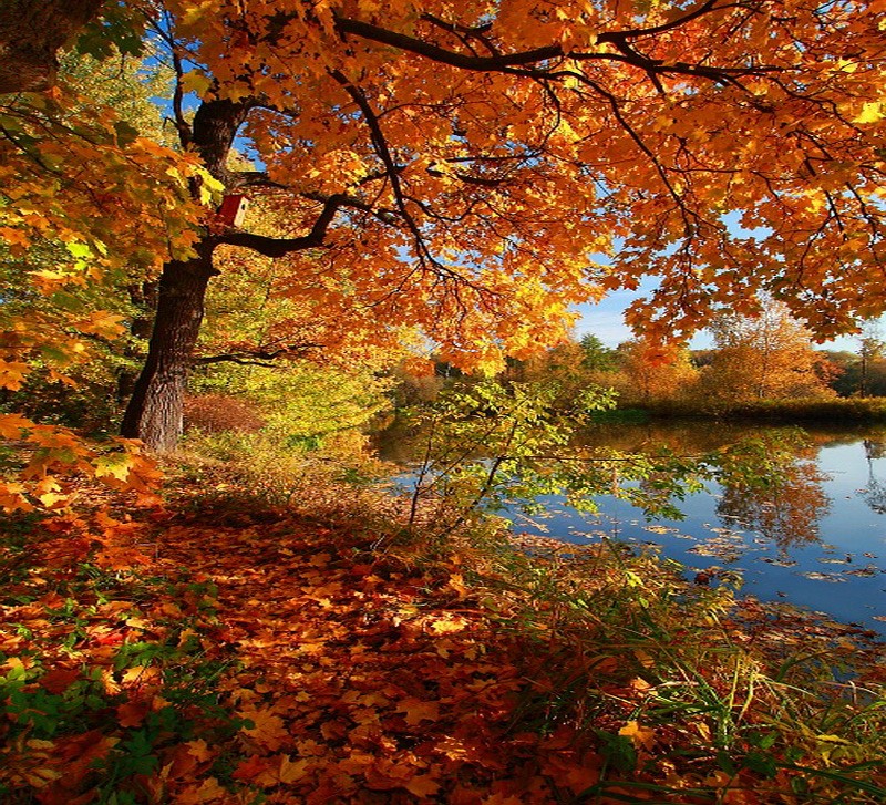 Color Autumn Red Leaves Tree Gold Water Orange Forest - Есенин Закружилась Листва Золотая , HD Wallpaper & Backgrounds
