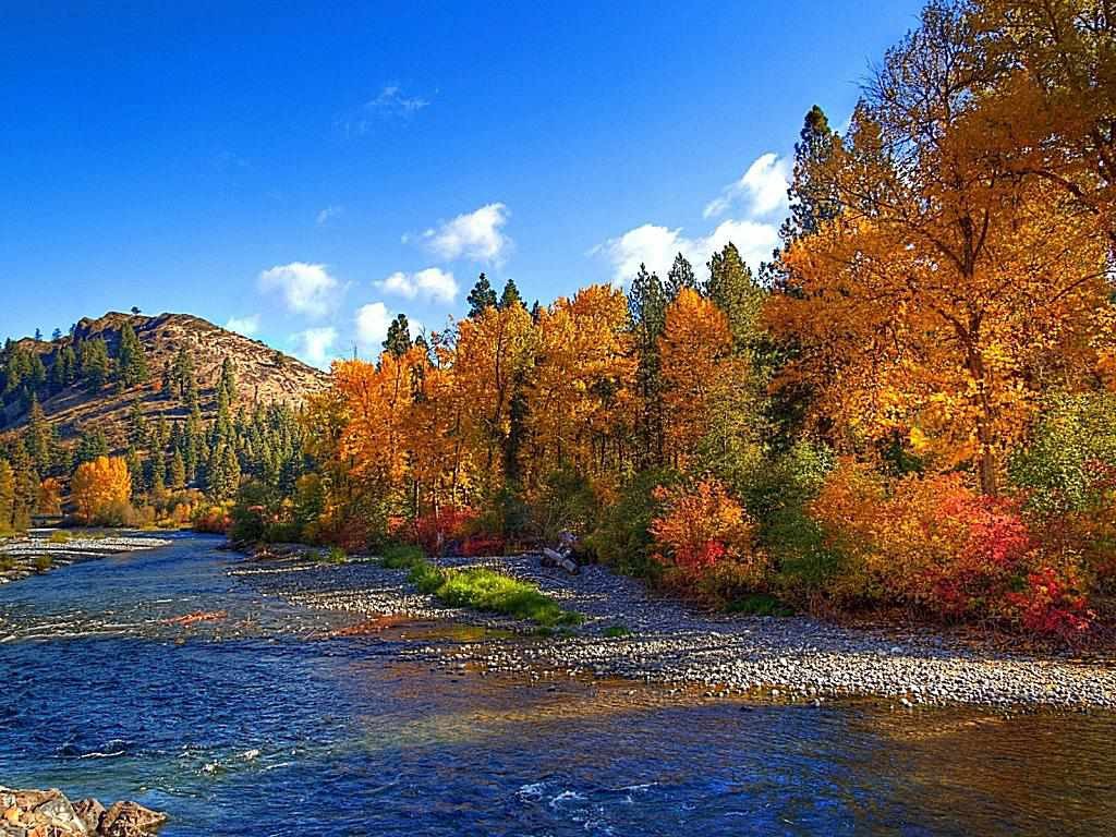 Lake Live Wallpaper - Fall Trees , HD Wallpaper & Backgrounds