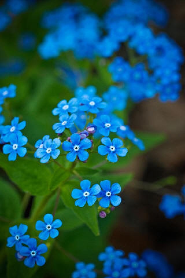 Flower Iphone Wallpaper Live - Blue Flowers Iphone Wallpaper Hd , HD Wallpaper & Backgrounds