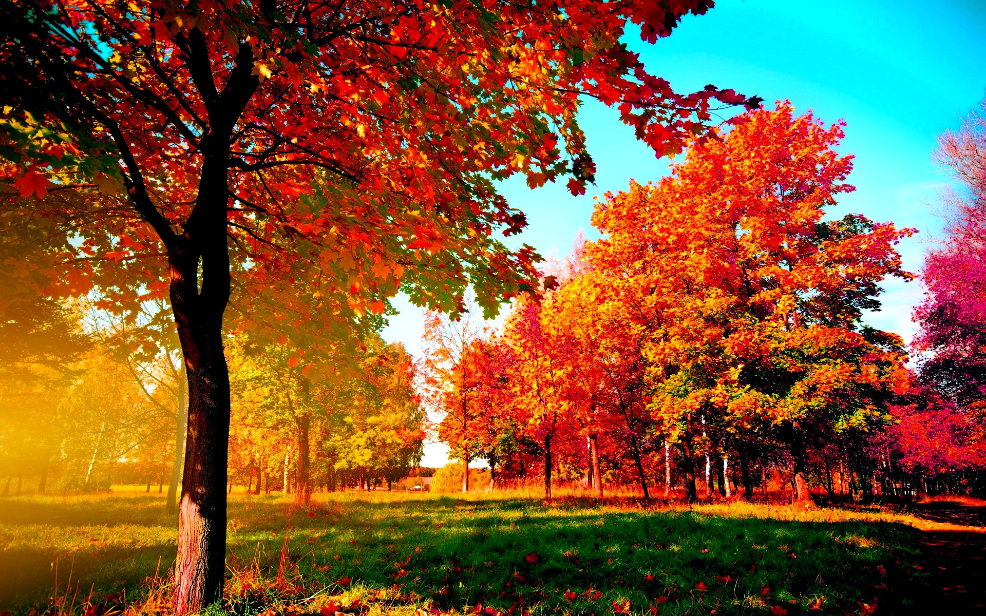 Autumn Trees Wallpaper , HD Wallpaper & Backgrounds