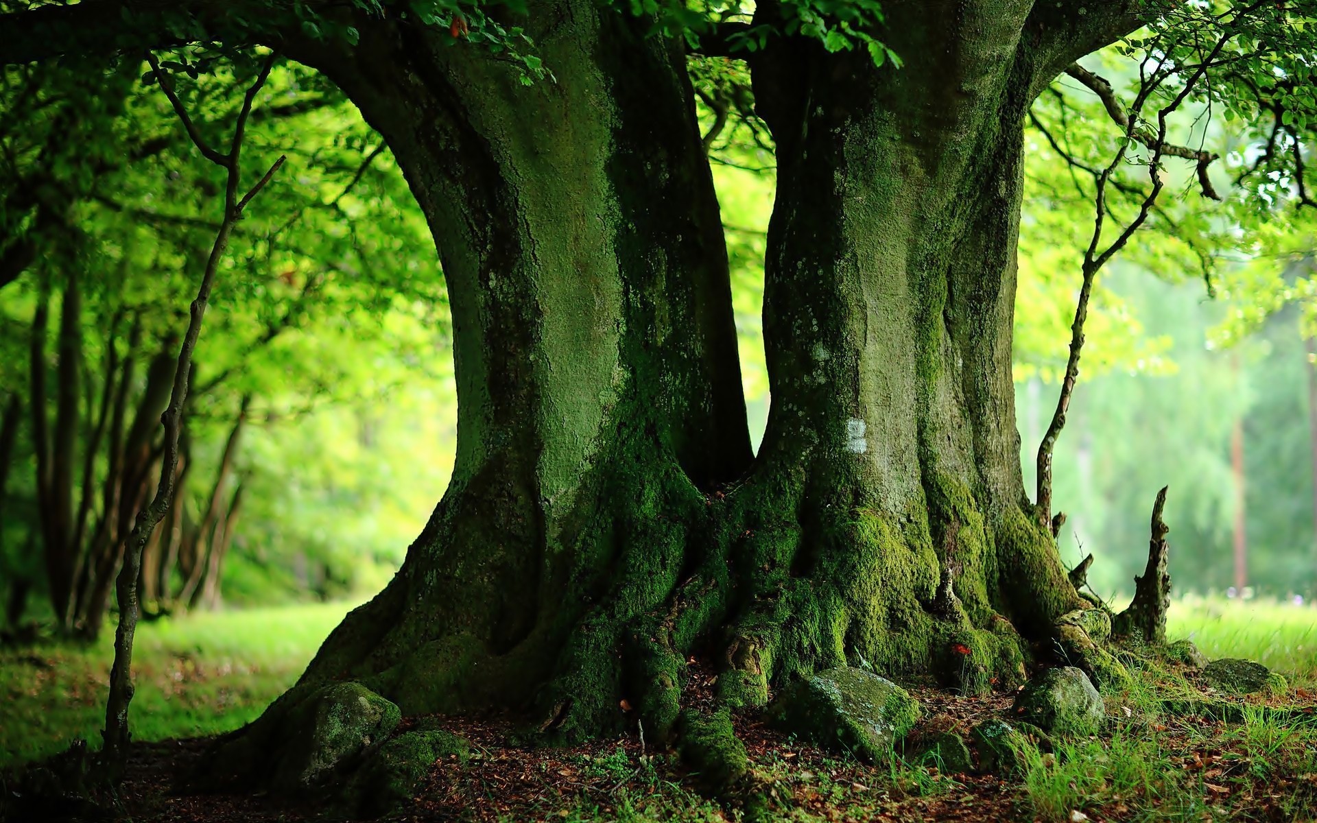 Green Tree Wallpaper Free - Old Tree Background Hd , HD Wallpaper & Backgrounds