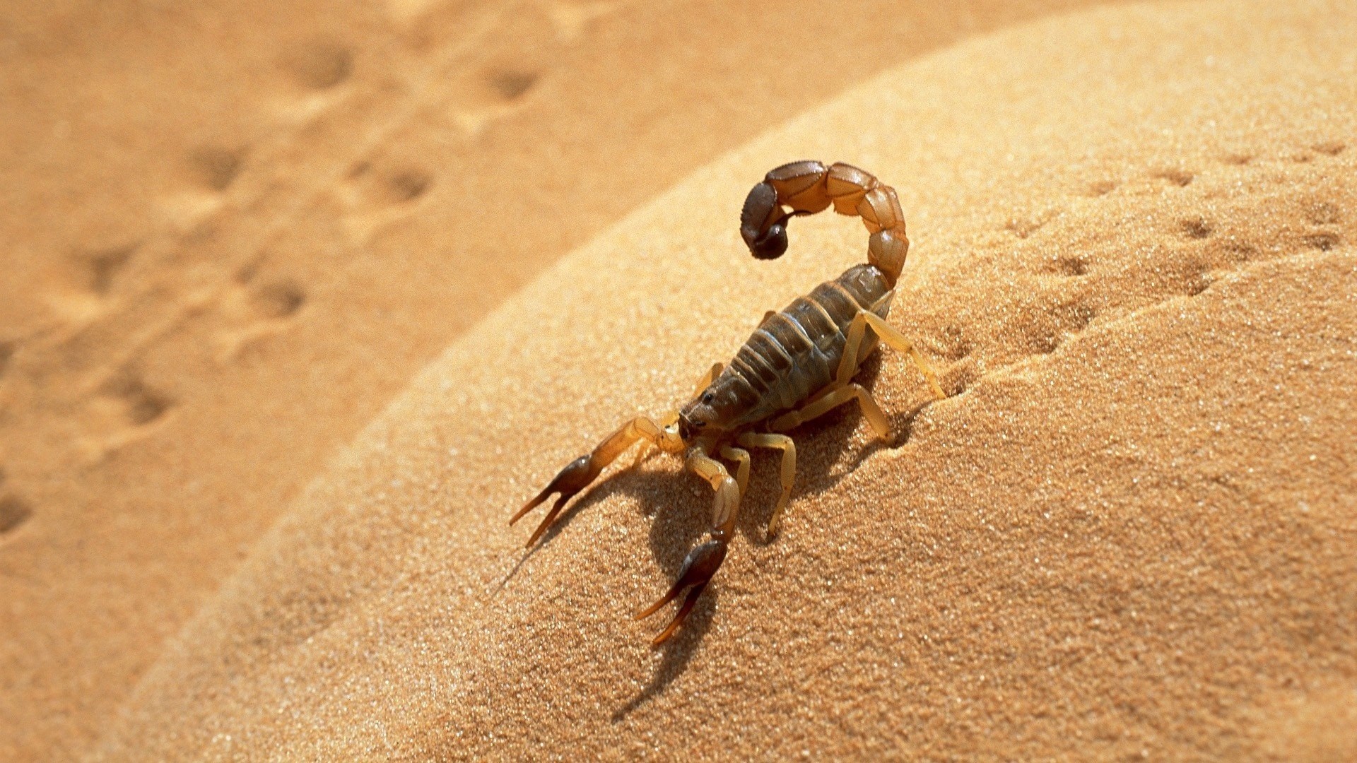 High Quality Insect Wallpaper Wpt740785 - Scorpion Desert , HD Wallpaper & Backgrounds
