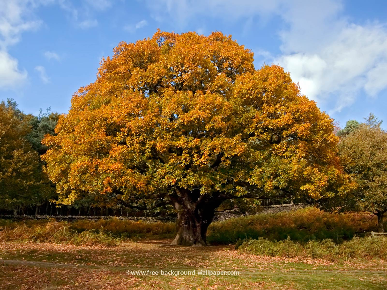 Right Click On The Image And Select 'save Image As - Oak Tree Meaning In Urdu , HD Wallpaper & Backgrounds
