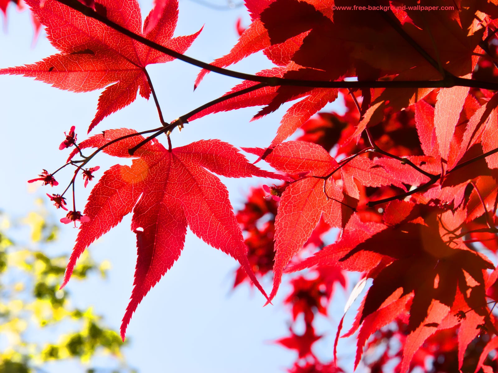 Right Click On The Image And Select 'save Image As - Red Leaves In Sunlight , HD Wallpaper & Backgrounds