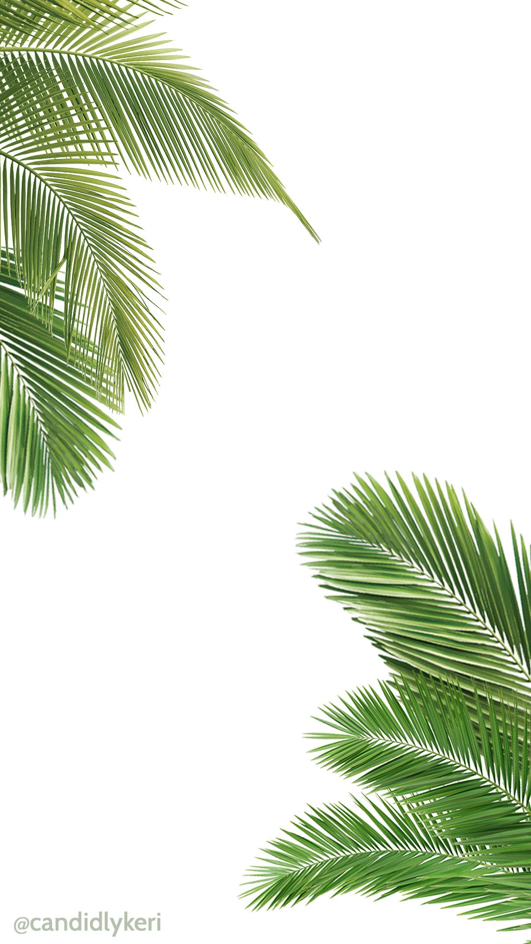 Palm Tree And White Wallpaper Free Download For Iphone - Iphone Background Palm Trees , HD Wallpaper & Backgrounds