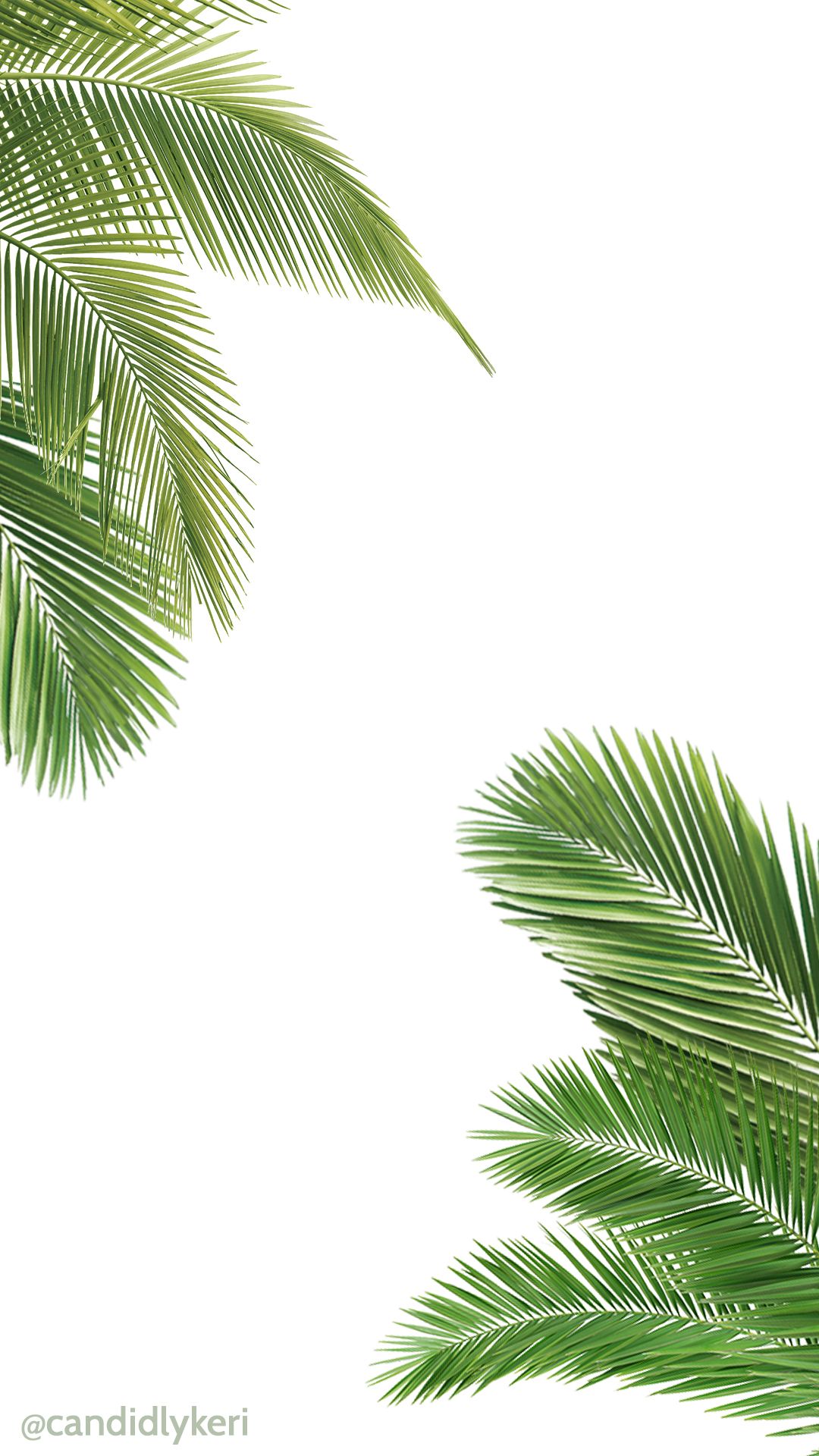 Palm Tree And White Wallpaper Free Download For Iphone - Iphone