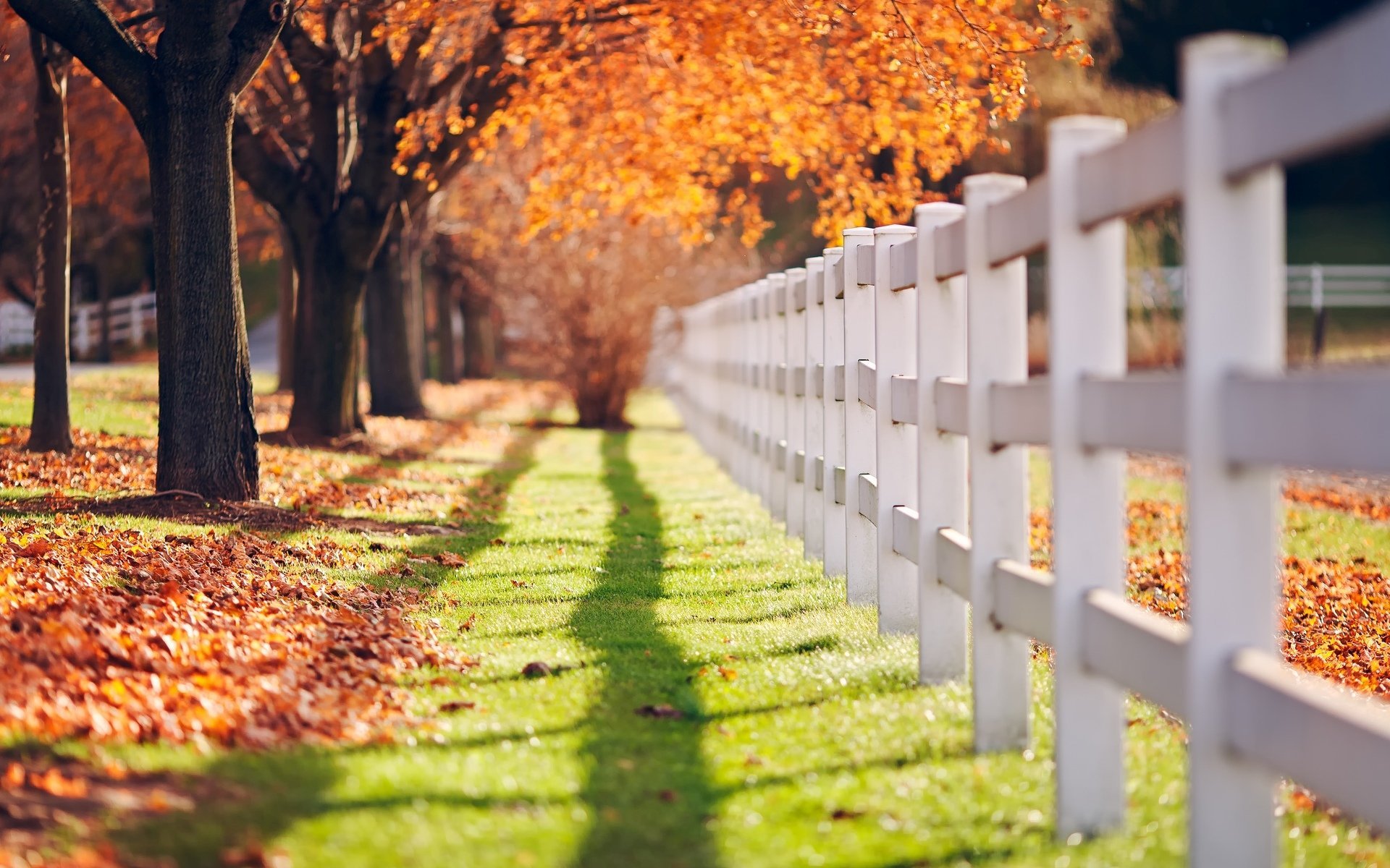 Close Up Fence Fencing Grass Green Tree Leaves Day - Background Images Tree Hd , HD Wallpaper & Backgrounds