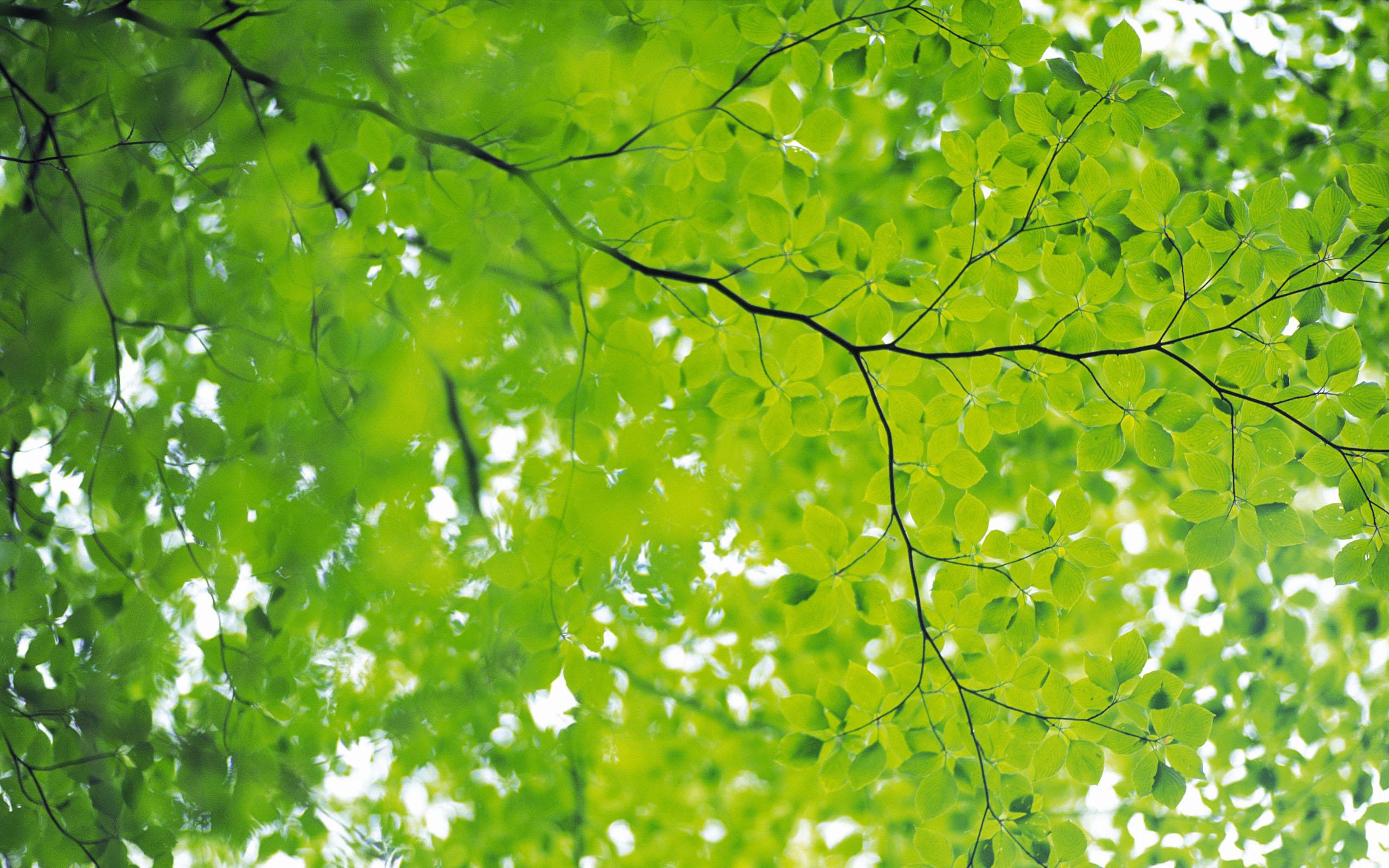 Green Nature Wallpaper Hd 1080p - Green Nature Backgrounds Hd , HD Wallpaper & Backgrounds