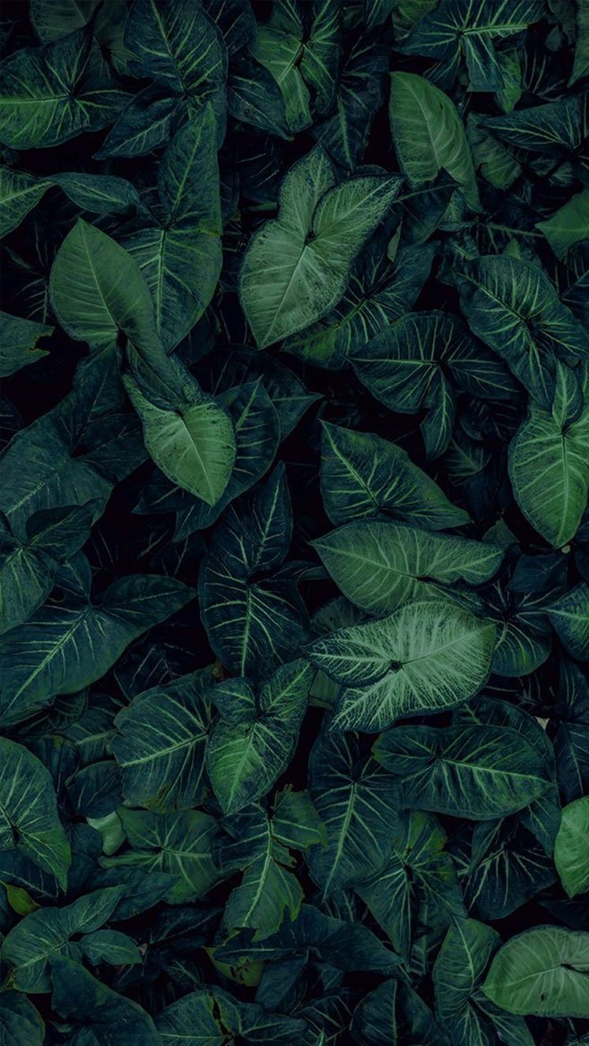 Nature Iphone Background Ideas - Green Leaf Wallpaper For Iphone X , HD Wallpaper & Backgrounds