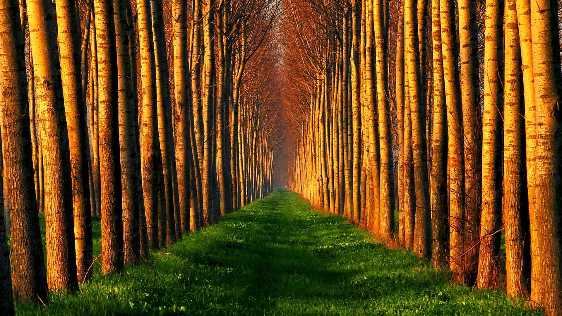 Featured image of post High Resolution Forest Nature Background - A collection of the top 48 minimalist forest wallpapers and backgrounds available for download for free.