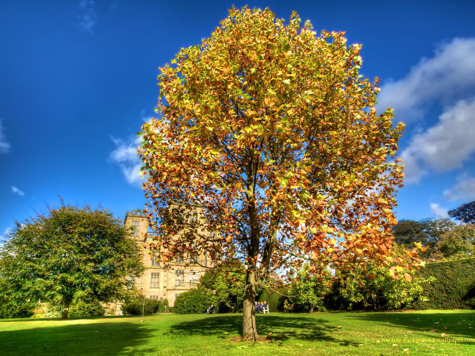 Fall Background Wallpaper Of A Golden Tree In The Gardens - Maple , HD Wallpaper & Backgrounds