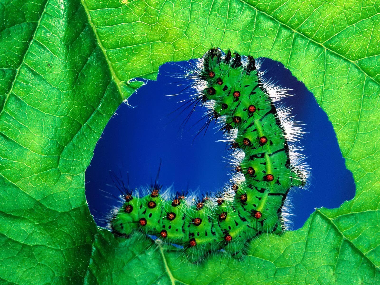 Downloads Free Wallpaper - Caterpillar Eating , HD Wallpaper & Backgrounds