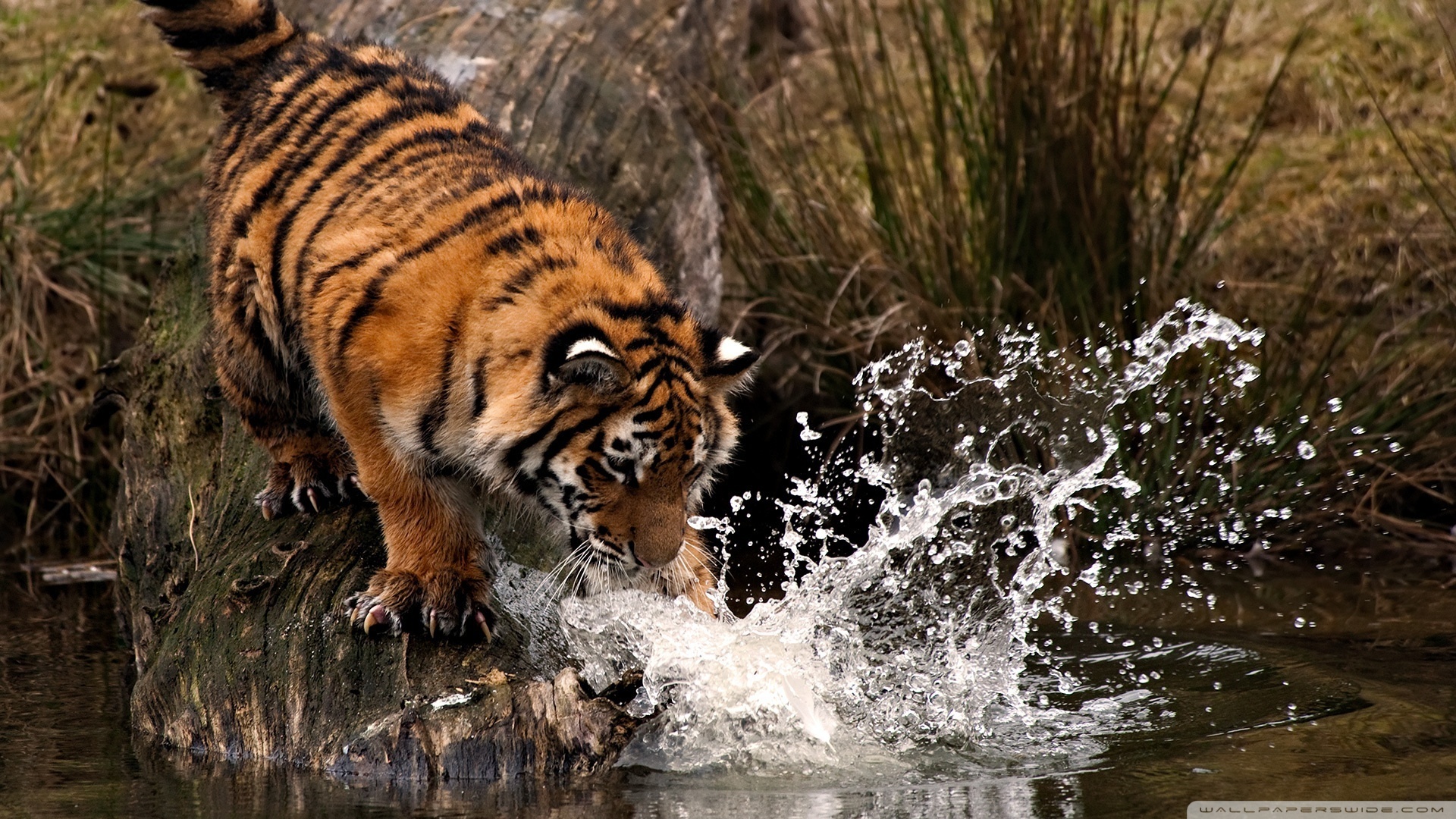 Related Wallpapers - Tiger Hunting Under Water , HD Wallpaper & Backgrounds