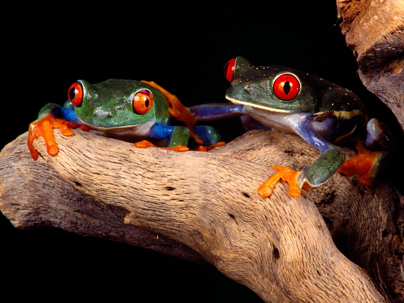 Frog - Nothing Can Make Our Life Or The Lives Of Other People , HD Wallpaper & Backgrounds