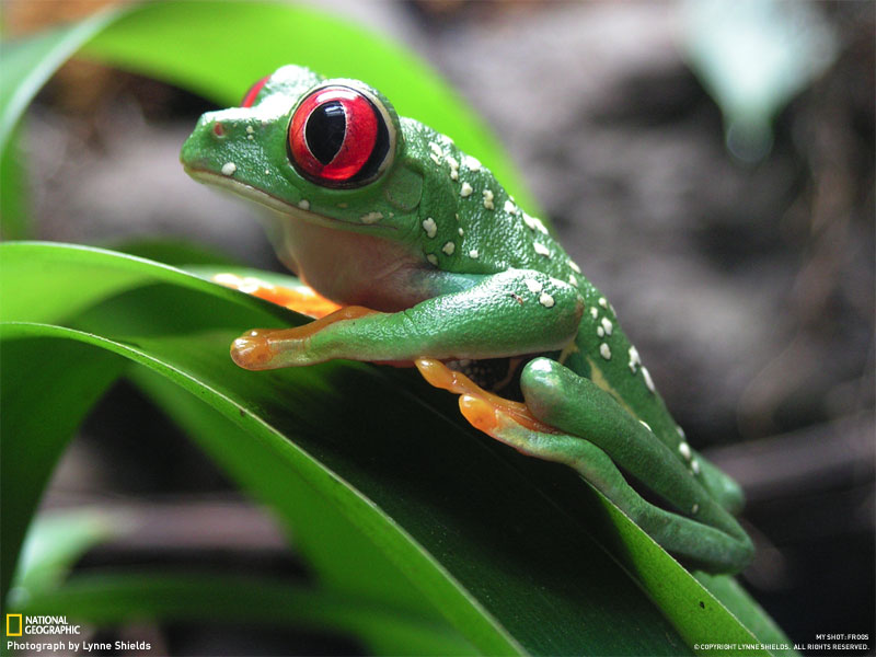 Wallpaper Katak - Jenis Katak Di Dunia , HD Wallpaper & Backgrounds