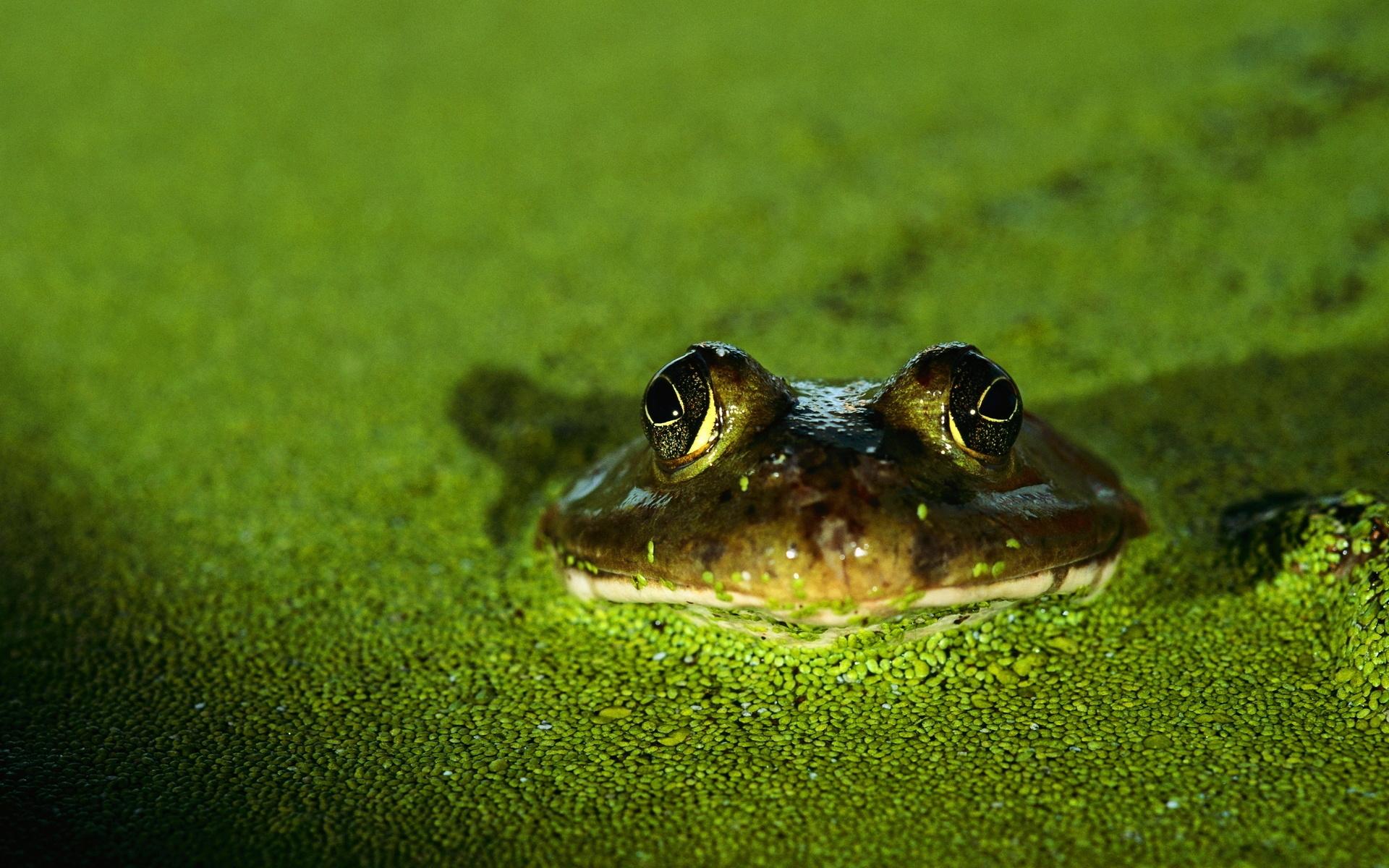 Katak, Kodok, Hijau - Rana En Un Pantano , HD Wallpaper & Backgrounds