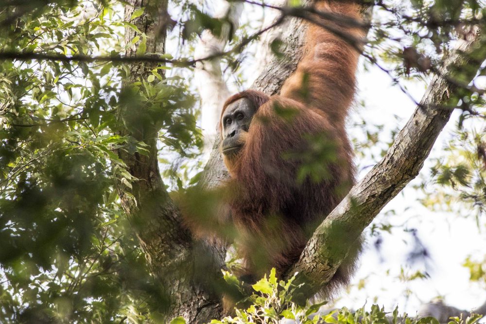 You Can Still Find Wild Orang-utans Living Around Batu - Batu Katak Sumatra , HD Wallpaper & Backgrounds