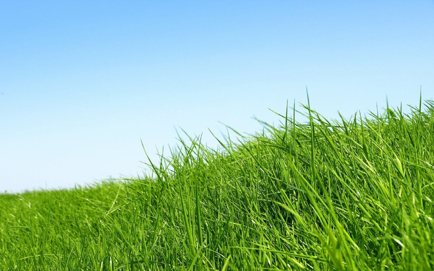 Green Grass , HD Wallpaper & Backgrounds