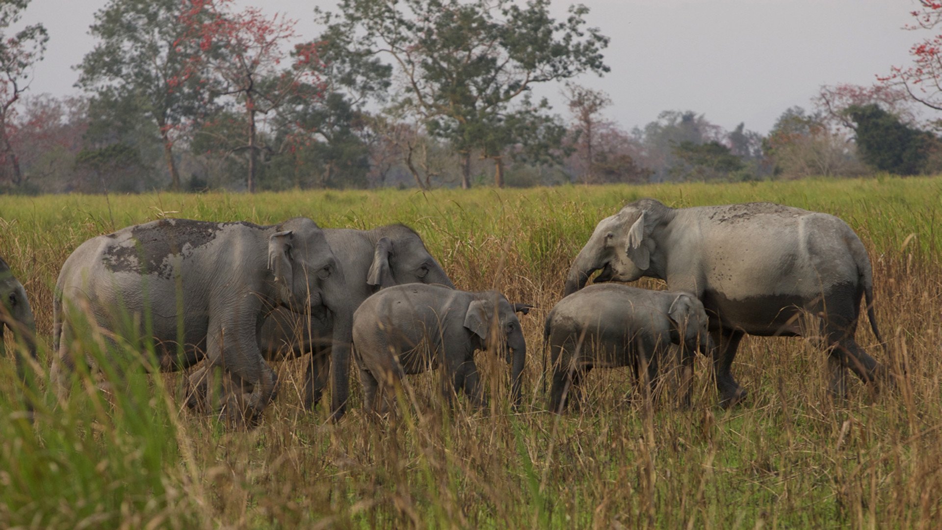 Nature Conservation Project Asian Elephant - Herd , HD Wallpaper & Backgrounds