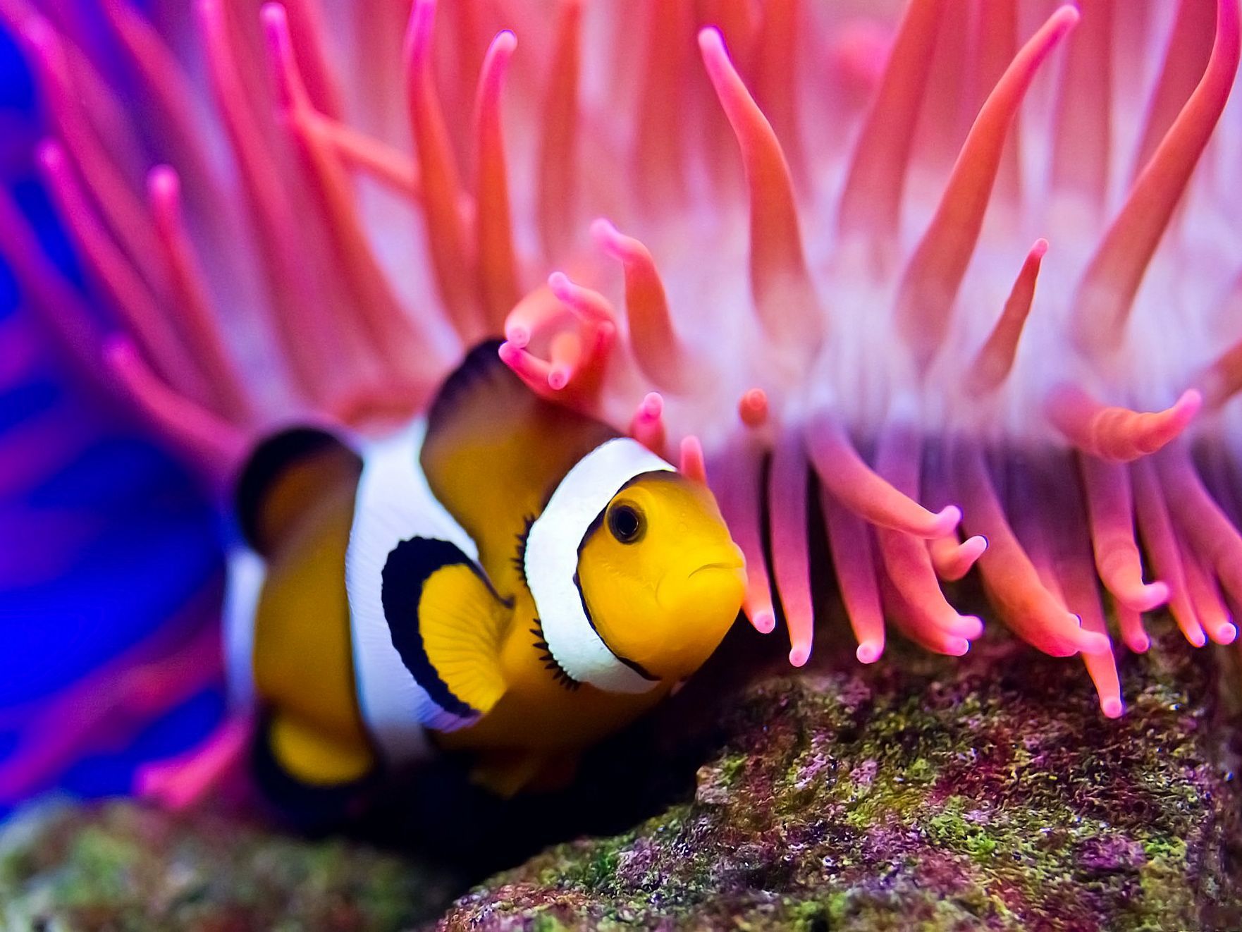 Beautiful Fish In Coral Reefs , HD Wallpaper & Backgrounds