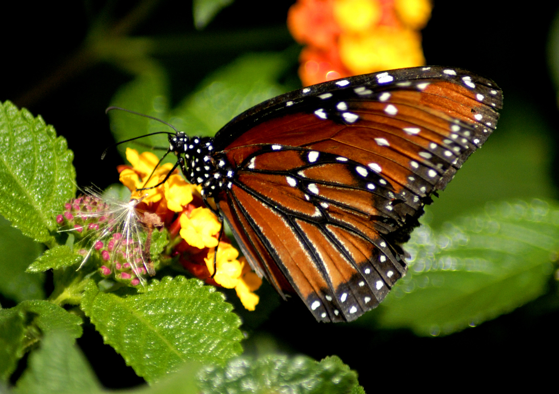 Habitat Of Butterfly , HD Wallpaper & Backgrounds