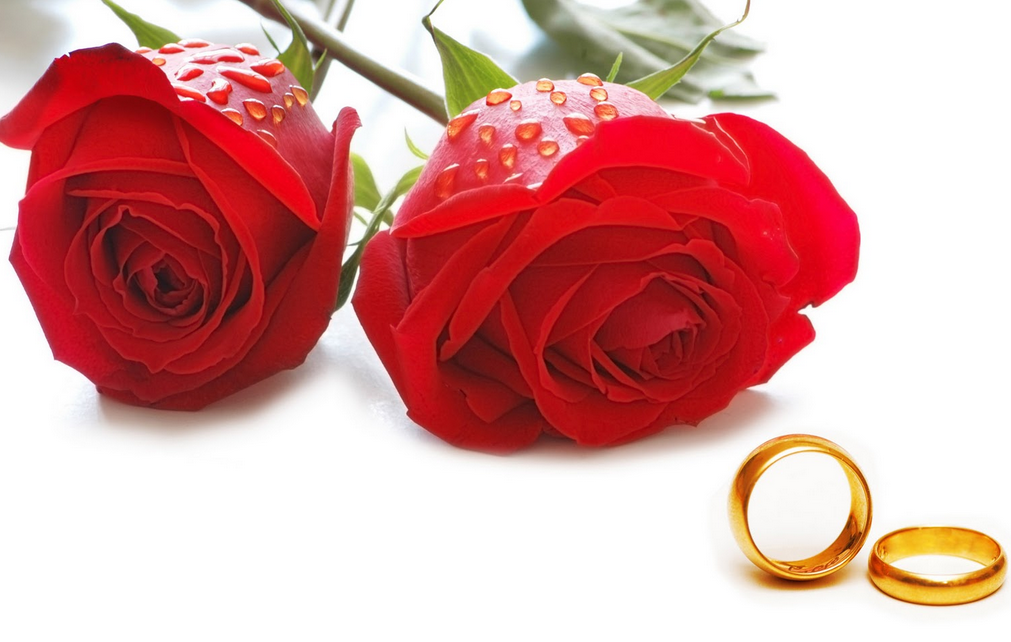 Rose Day Images For Boyfriend - Most Beautiful Red Rose In The World , HD Wallpaper & Backgrounds