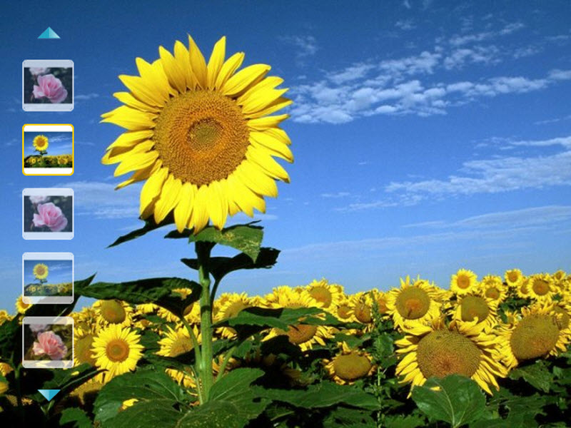 Kuldeep Name Wallpaper - Girasoles Para Fondo De Pantalla , HD Wallpaper & Backgrounds