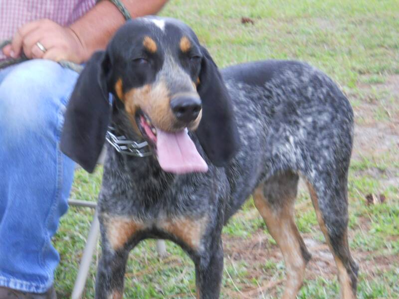 Bluetick Coonhound Puppies Florida - Austrian Black And Tan Hound , HD Wallpaper & Backgrounds