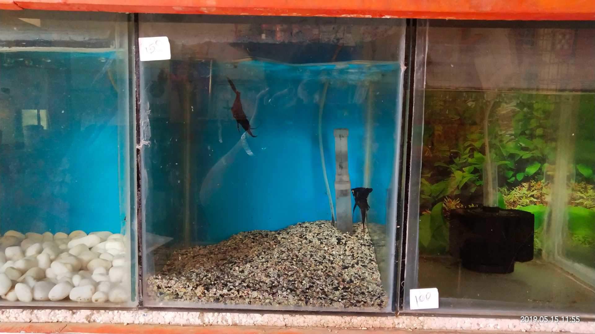 Pavi Suvi Aquarium Fish Pet Shop Photos, Ashok Nagar, - Freshwater Aquarium , HD Wallpaper & Backgrounds