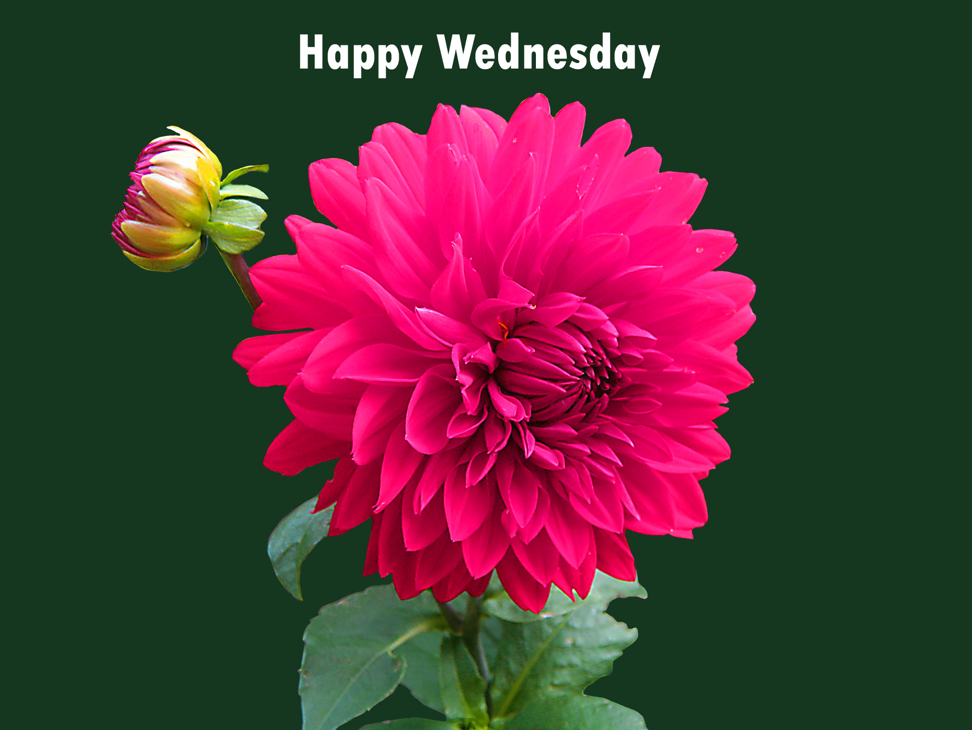 Good Morning Wednesday Images Wallpaper Photo Pics - Beautiful Flower Hd Images Free Download , HD Wallpaper & Backgrounds