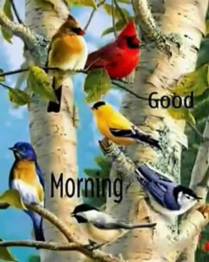 Beautiful Birds On Tree , HD Wallpaper & Backgrounds