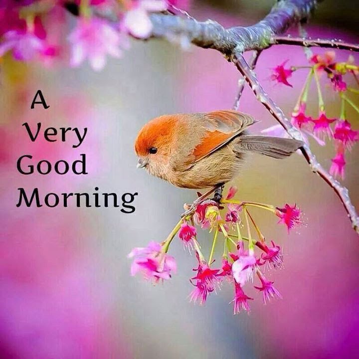 Good Morning - Beautiful Good Morning Friends , HD Wallpaper & Backgrounds