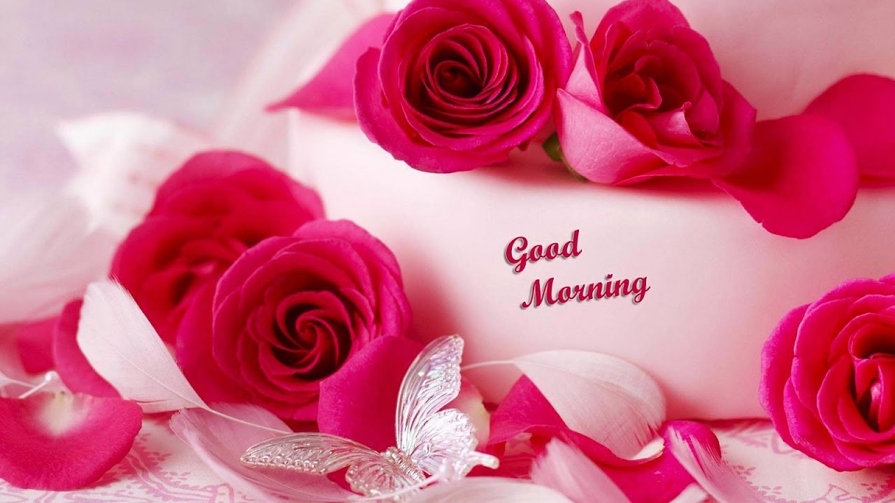 Good Morning With Beautiful Rose - Beautiful Rose Good Morning , HD Wallpaper & Backgrounds