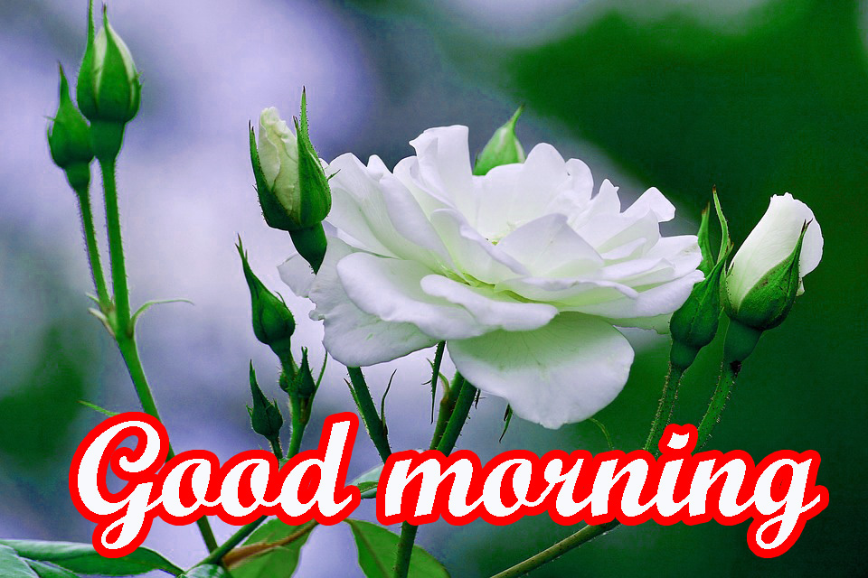 Very Nice Good Morning Images Wallpaper Pics For Whatsaap - God Good Morning Hanuman , HD Wallpaper & Backgrounds