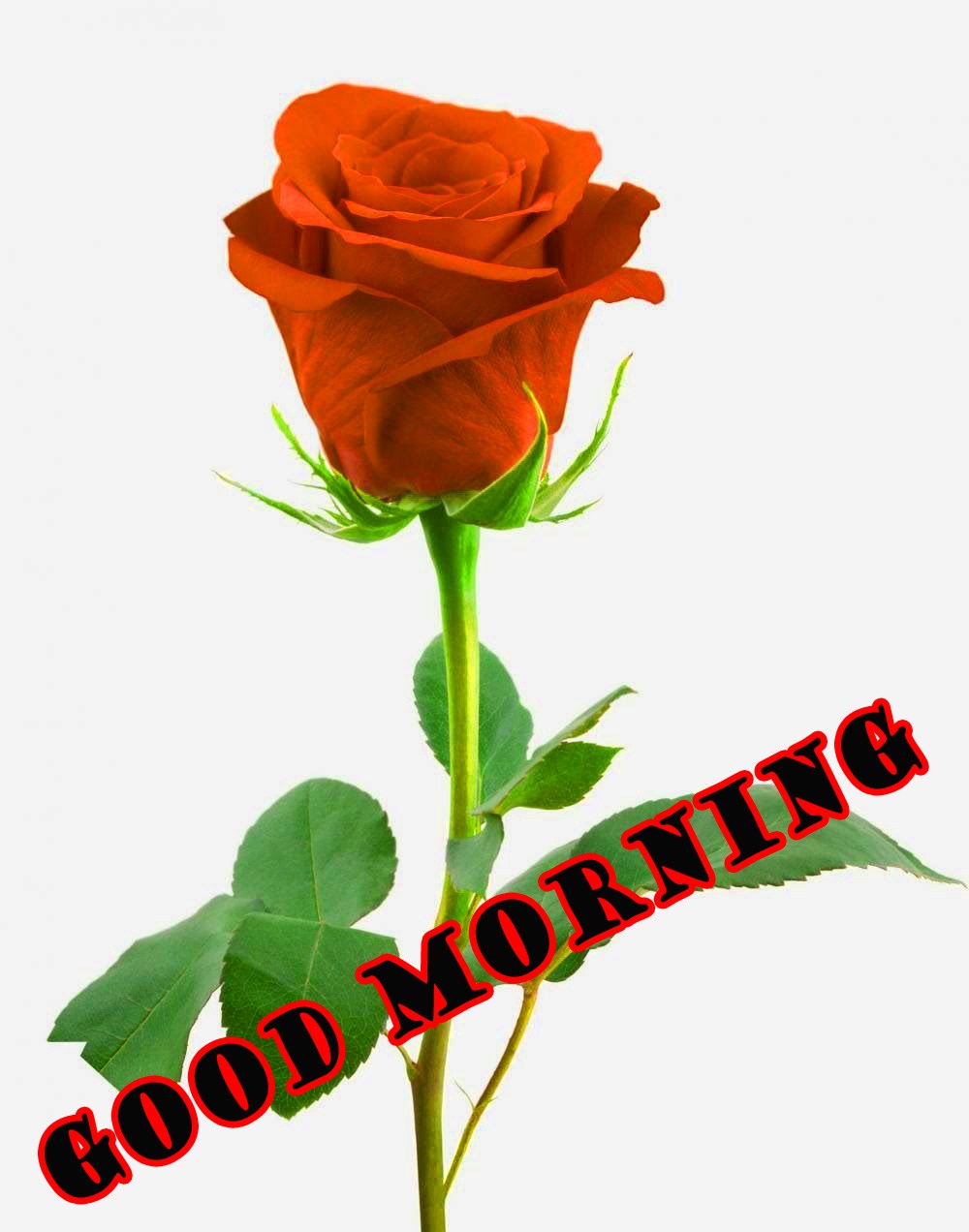 472 Good Morning Red Rose Images Wallpaper Pics For - Friend Rose Good Morning , HD Wallpaper & Backgrounds