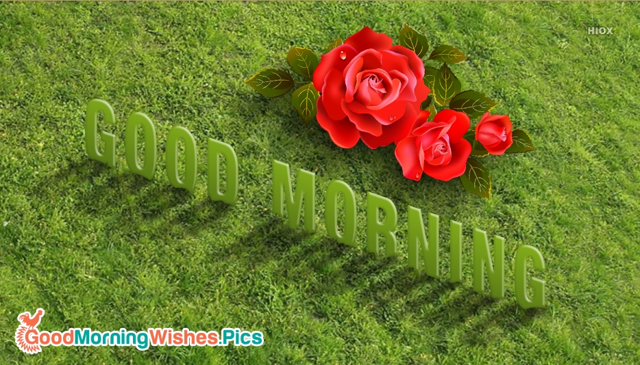Good Morning Wallpaper Red Rose - Garden Roses , HD Wallpaper & Backgrounds